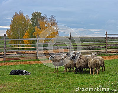 Border collie herding Stock Photo