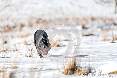 Border collie leaping through a winter landscape of freshly fallen snow Stock Photo