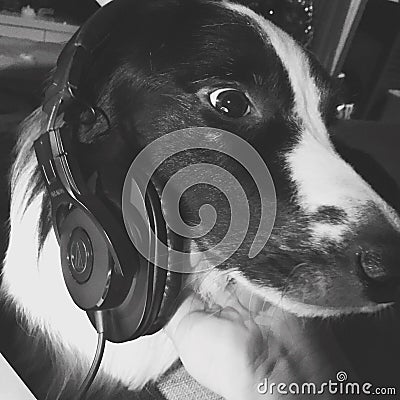 Border collie listen to earphone Stock Photo