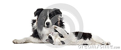 Border Collie, Mixed breed cat, in front of white background Stock Photo