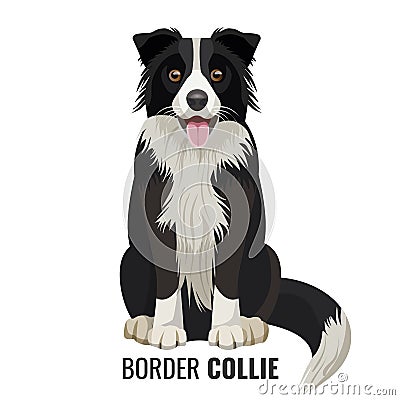 Border Collie pet isolated on white vector illustration Vector Illustration