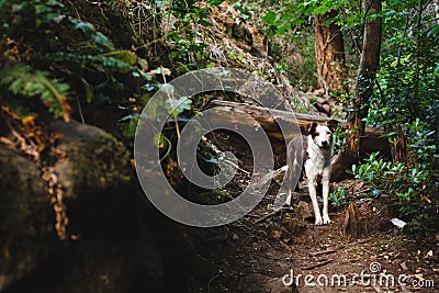 Border collie pet portrait, forest hiking trail, northern california Stock Photo