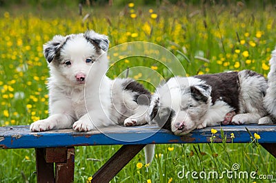 Border collie puppies Stock Photo