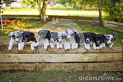 Border Collie puppies Stock Photo