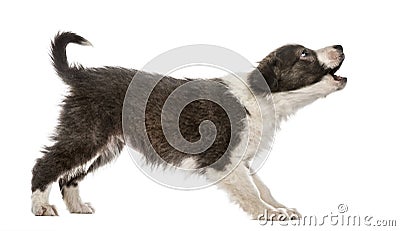 Border Collie puppy barking, isolated Stock Photo
