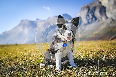 Border collie puppy on a field Stock Photo