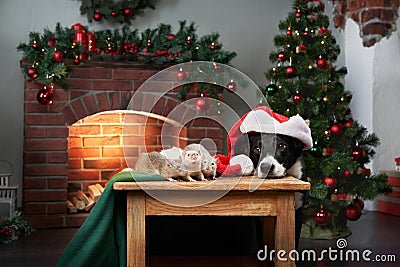 Border Collie in Santa hat with kittens by a festive tree Stock Photo