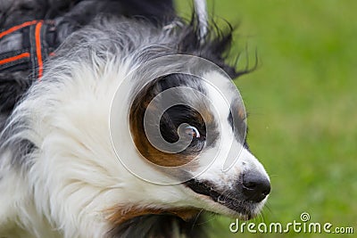 A Border Collie shake his pelt after a shower Stock Photo