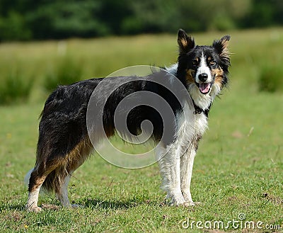 Border collie or sheep dog Stock Photo