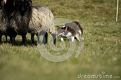 Border Collie with Sheep Herding Stock Photo