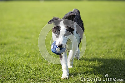 Border Collie Stock Photo