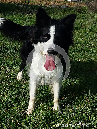 Border Collie Editorial Stock Photo