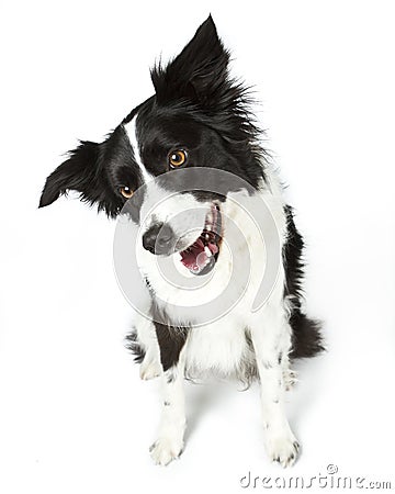 Border Collie Sitting Stock Photo