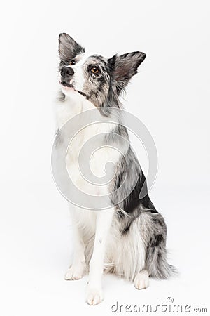 Sitting on a white background is a thoroughbred Border Collie with a full pedigree. The dog is colored in shades of Stock Photo