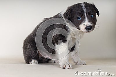 Border collie sitting on floor with blue eyes adorable dog -tex space down Stock Photo