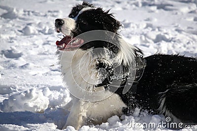 The smartest dog Stock Photo