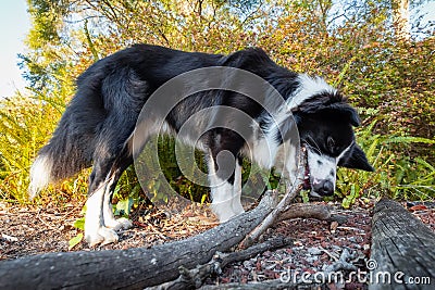 Border collie sniffing and chewing stick Stock Photo