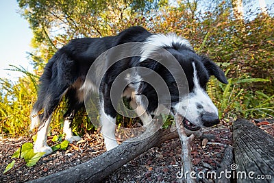 Border collie sniffing and chewing stick Stock Photo