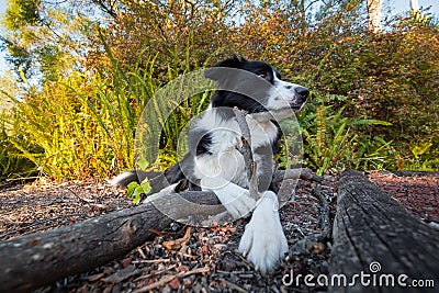 Border collie sniffing and chewing stick Stock Photo