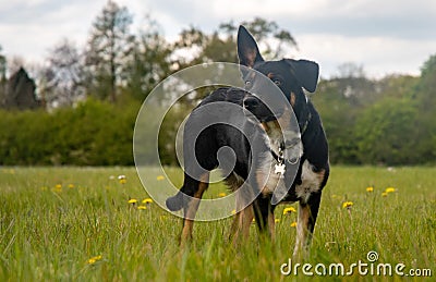 A Border Collie standing proud in a field Stock Photo