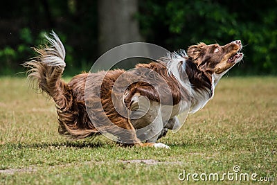 Border Collie Stock Photo