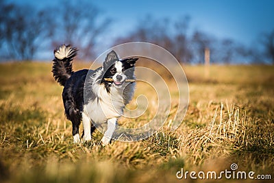 Border collie to fetch Stock Photo