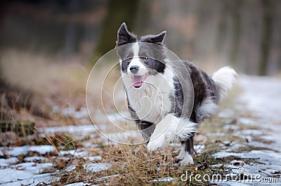 Border collie Stock Photo