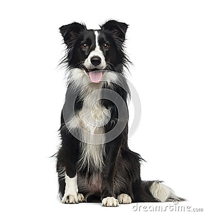 Border Collie (2 years old) Stock Photo