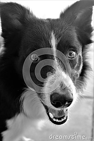 Border Collieintense look Stock Photo