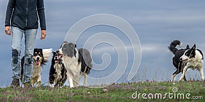 Border Collies. Dog handler is walking with four obedient dogs in autumn on a meadow Stock Photo