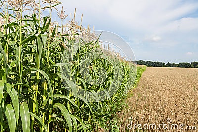 Border corn and wheat fields Stock Photo