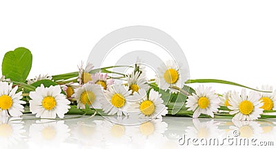 Border of daisy Stock Photo