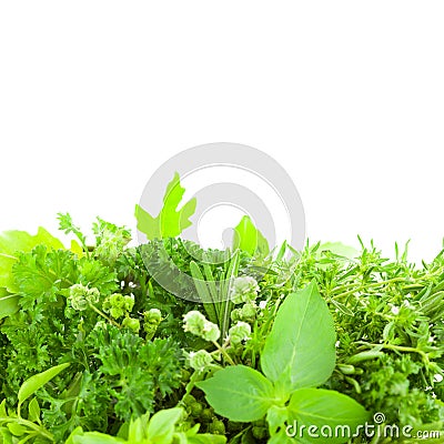 Border of Different Fresh Spice Herbs isolated Stock Photo