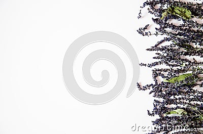 Border. Dried purple sage on a white background. Stock Photo