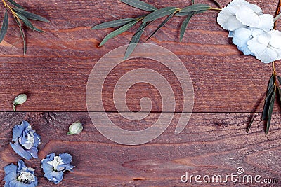 Border frame made of branches eucalyptus on dark wooden background. lay flat, top view Stock Photo
