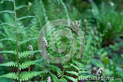 green ferm sprouts under sun Stock Photo