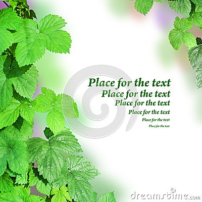 Border from green leaves. Stock Photo