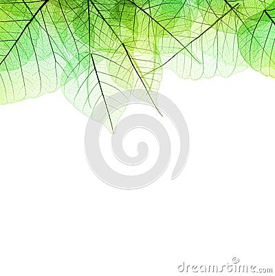 Border of Green transparent Leaves - isolated on white Stock Photo