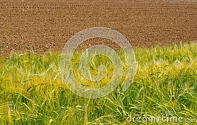 The border between a green yellow wheat field and plowed land in late spring. Stock Photo