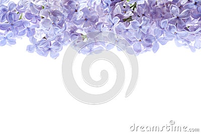 Border of lilac flowers. Bouquet of purple flowers is isolated on white background. View from above, flat lay concept. Stock Photo
