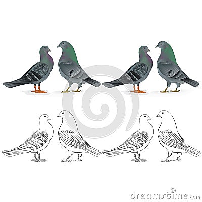 Border pigeons Carriers domestic breeds sports birds natural and outline vintage set two vector animals illustration for desig Vector Illustration