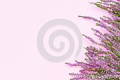 A border of Pink Common Heather flowers on a pink backdrop. Copy space, top view Stock Photo