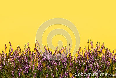 A border of Pink Common Heather flowers on a yellow backdrop Stock Photo