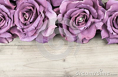 Border purple roses Stock Photo