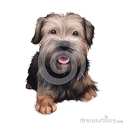 Border Terrier dog illustration isolated on white background. United kingdom origin fox and vermin hunting dog. Cute pet hand Cartoon Illustration