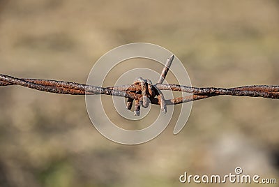 Steel iron barbed wire Stock Photo