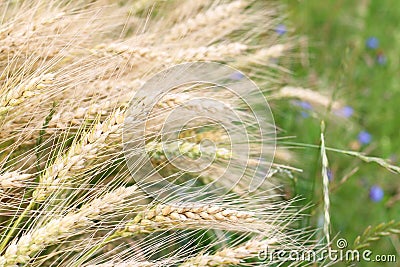 Border of the wheat field Stock Photo