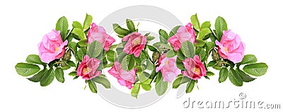 Border of wild rose Stock Photo