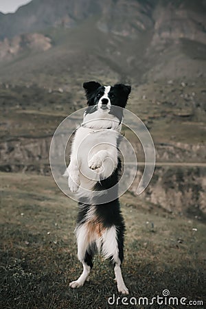 Bordercollie stand on two legs in mountains Stock Photo