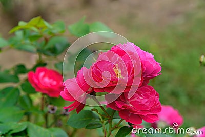 Bordure Magenta rose in garden Stock Photo